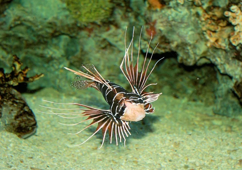 Sea nature diving wildlife underwater swim 1358671 pxhere.com