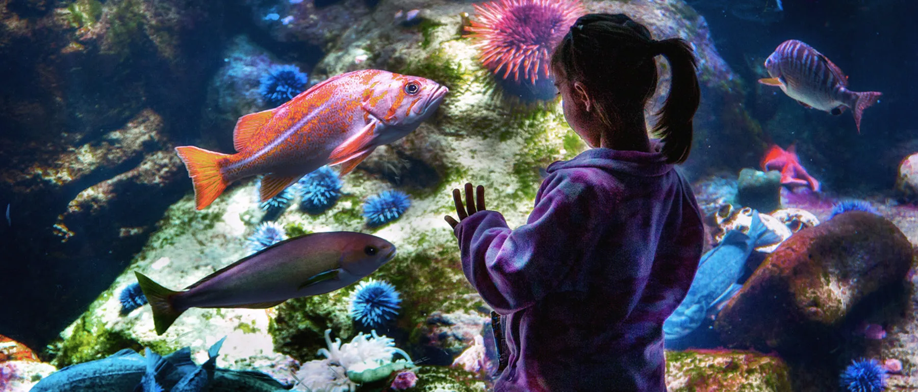 Elevate Your Aquarium Experience