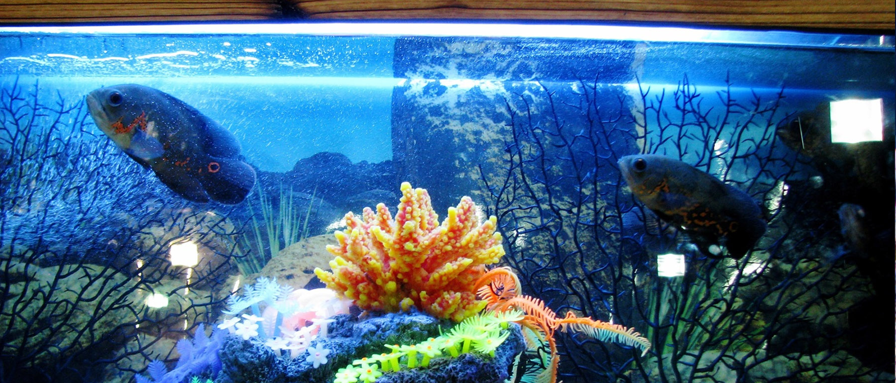 Turn Your Aquarium Dreams into Reality—One Fish at a Time!