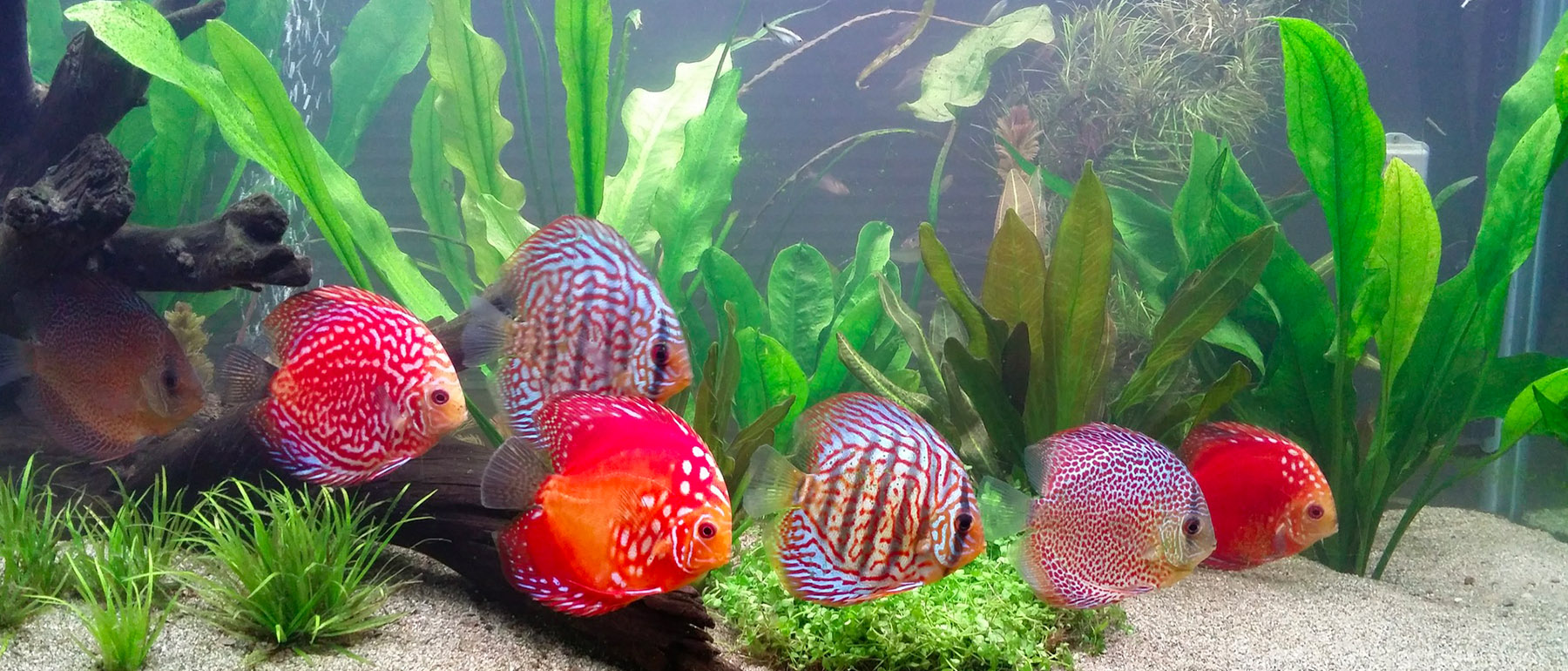 Provides Different Fish & Aquarium Information