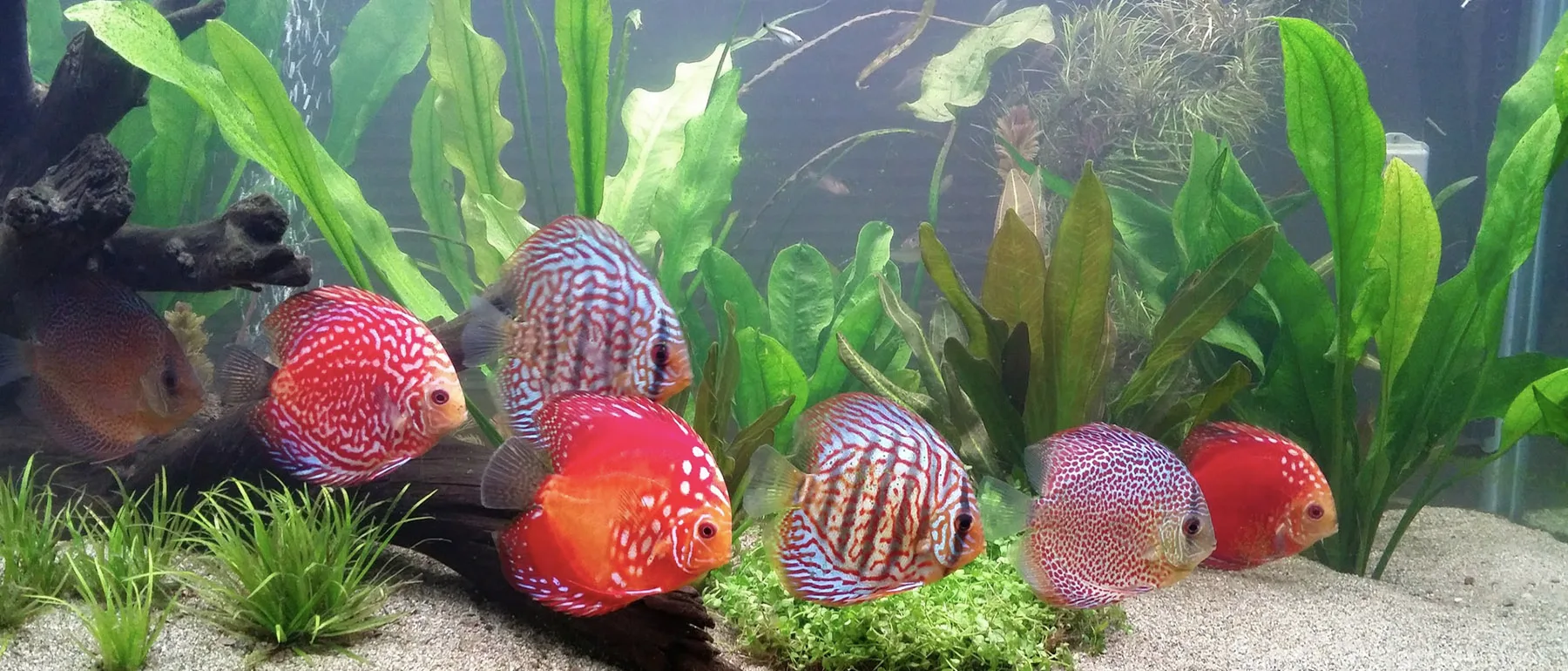 Dive Into Aquatic Excellence