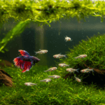 Best Fish for Small Tanks