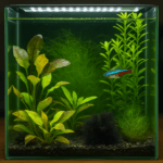 Freshwater planted aquarium showing visible plant health issues including yellow leaves, algae growth, and a single neon tetra swimming