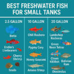 Visual guide showing best freshwater fish for small tanks by 2.5, 10, and 20-gallon sizes including Betta, Endler’s, Rasboras, Corydoras, and more.