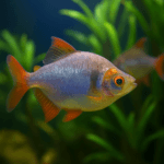 Close-up of a healthy tropical aquarium fish swimming near aquatic plants in a clean, well-lit freshwater tank.