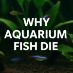 A digital photograph combined with text overlay set in an aquarium, featuring neon tetras swimming among aquatic plants with the title 'Why Aquarium Fish Die' in bold white font.