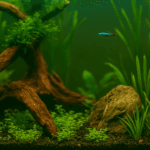 A photograph captures a planted freshwater aquascape with driftwood, rocks, carpeting plants, and a neon tetra swimming through a lush, softly lit underwater environment.