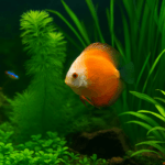 vibrant underwater scene with an orange and white discus fish swimming among lush green aquatic plants, accompanied by a neon tetra in the background