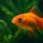 vibrant orange goldfish in a planted aquarium, facing forward with open mouth, surrounded by green aquatic plants and softly blurred background.