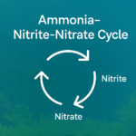 graphic displays the 'Ammonia-Nitrite-Nitrate Cycle' with white circular arrows connecting each stage on a blue-green background.