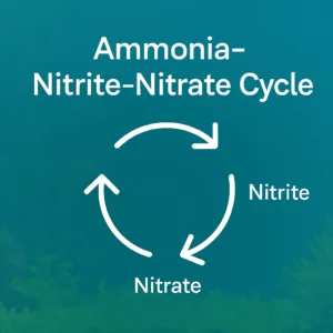 graphic displays the 'Ammonia-Nitrite-Nitrate Cycle' with white circular arrows connecting each stage on a blue-green background.