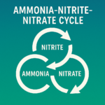 educational diagram of the 'Ammonia-Nitrite-Nitrate Cycle' using three bold circular arrows labeled with ammonia, nitrite, and nitrate on a gradient teal background