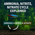 A digital educational graphic features an image of a planted freshwater aquarium with a neon tetra and a labeled cycle diagram showing the stages Ammonia, Nitrite, and Nitrate connected by arrows.