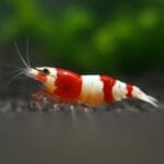 Crystal Red Shrimp (Caridina cantonensis) walking across dark granular substrate, with its vibrant red and white coloration in sharp contrast to the blurred green aquatic background