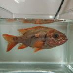 Top 5 Signs Your Fish is Sick