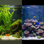 Freshwater vs Saltwater Aquariums split screen