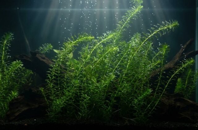 Anacharis Care: How to Grow Elodea / Egeria