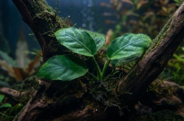 Anubias Aquarium Plant: Rhizome Care & Attachment