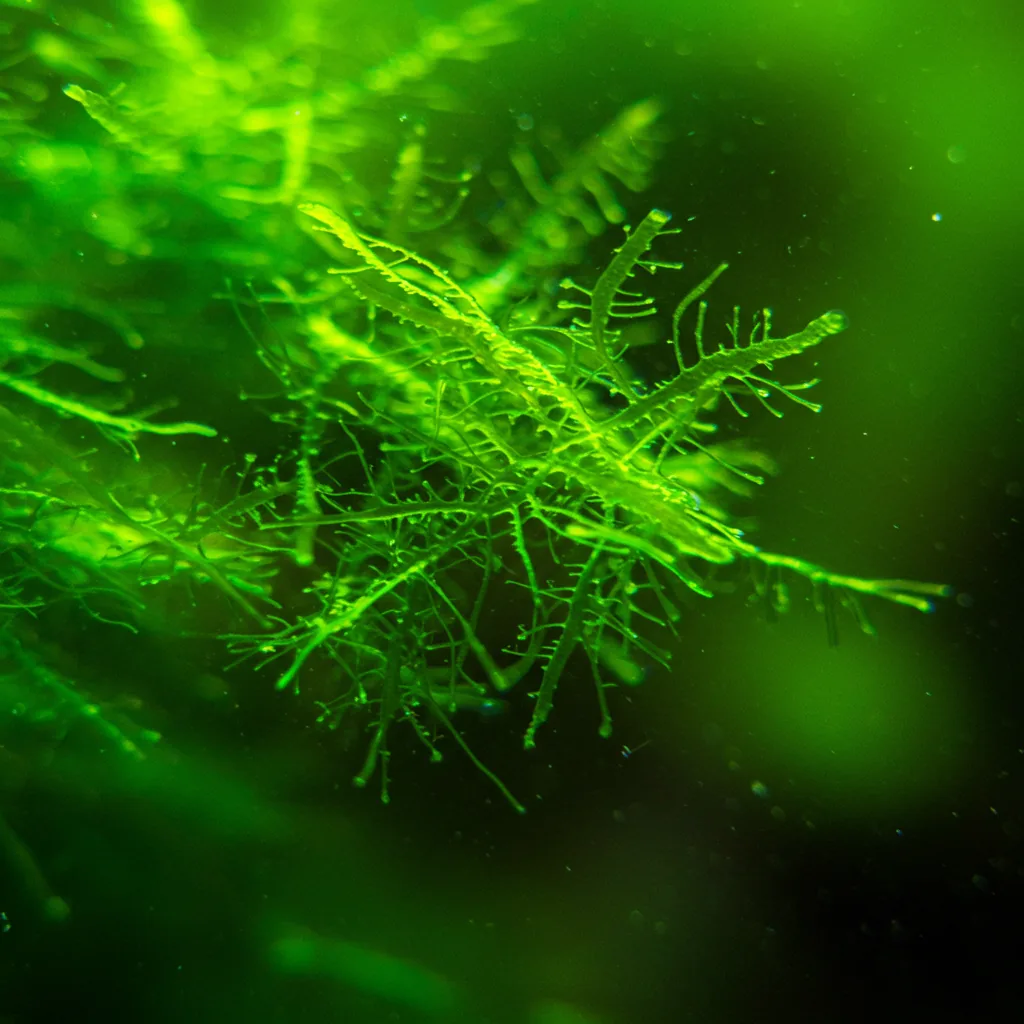 Close-up of green algae on plants