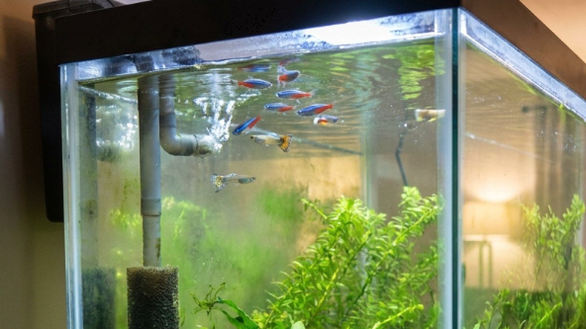Aquarium filter outlet and air bubbles creating surface movement for oxygen support