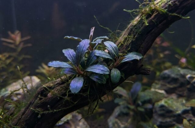 Bucephalandra Aquarium Plant: Slow Rhizome Care