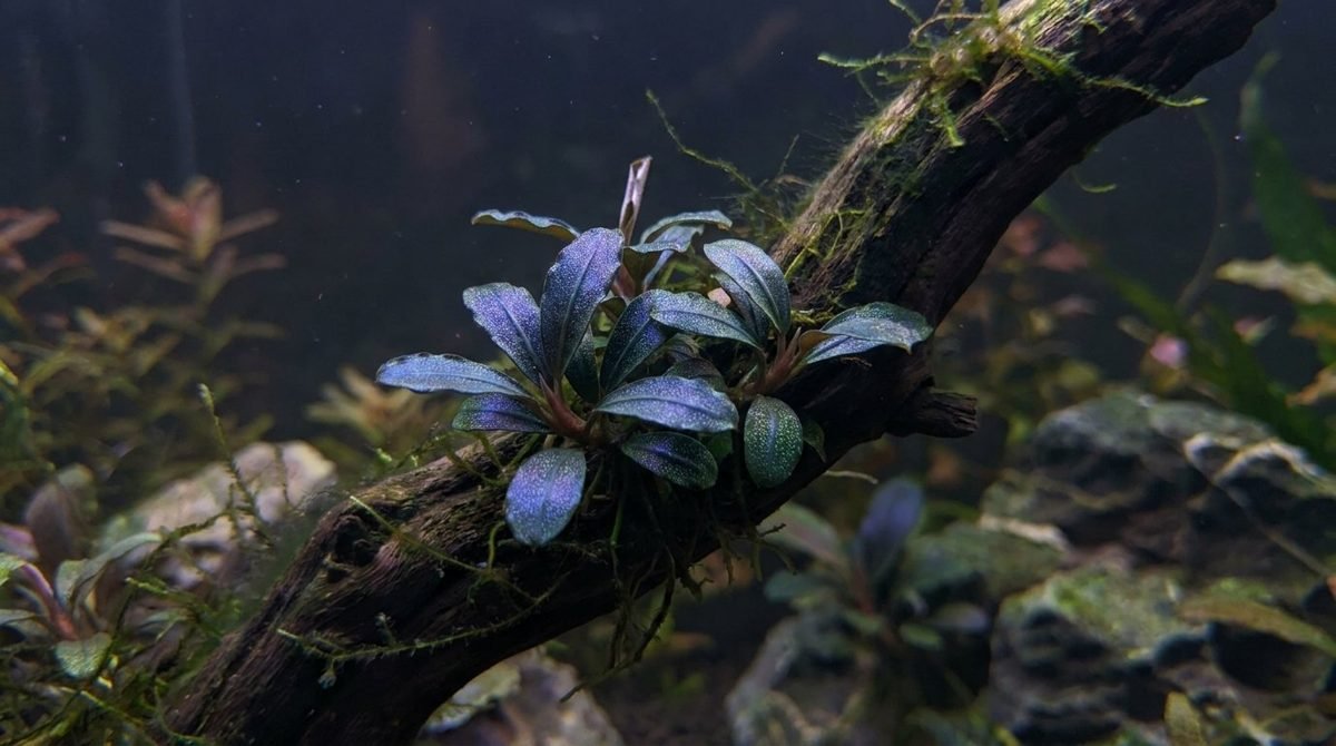 Bucephalandra with blue-purple iridescent leaves on driftwood