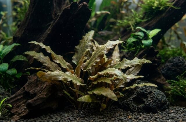 Cryptocoryne Care: How to Grow Crypts (Crypt Melt)