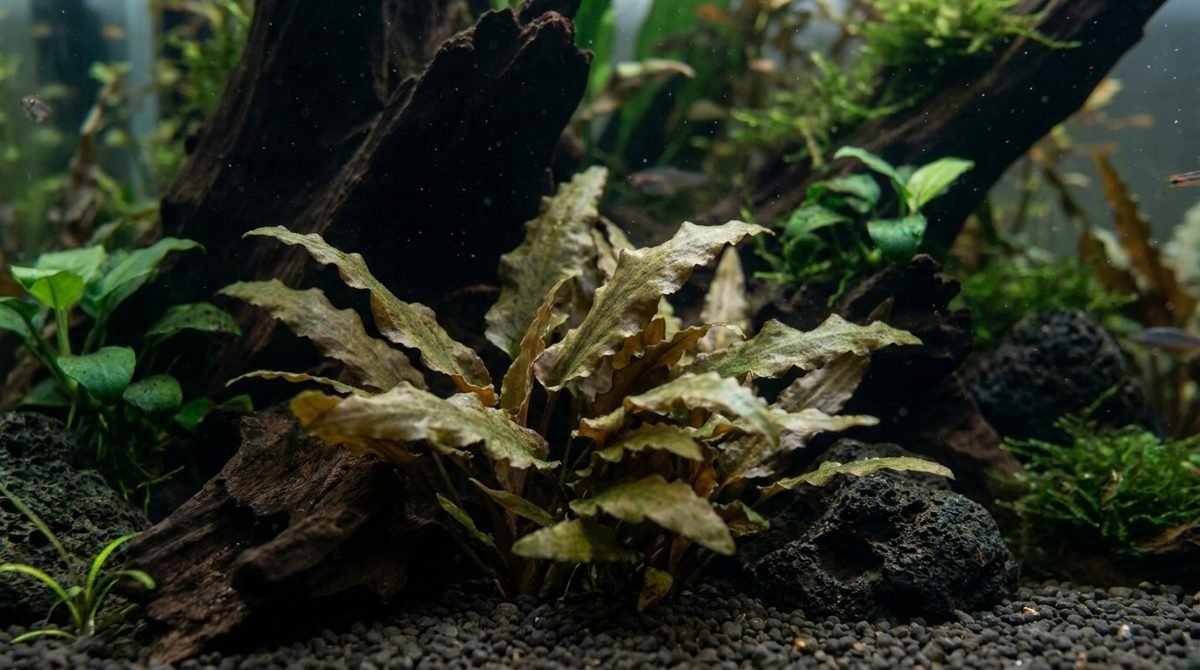 Cryptocoryne wendtii with wavy bronze-green leaves in a planted aquarium