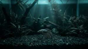 A listless freshwater fish with fins clamped tight, hovering in a dim planted aquarium