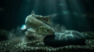 A freshwater fish twisting to scrape its flank against a rock and gravel in a dark aquarium