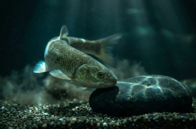 Fish Flashing: Why Your Fish Is Scratching and What to Do First