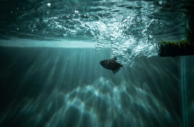 Fish Sitting in the Filter Output? Why It’s an Early Oxygen Warning
