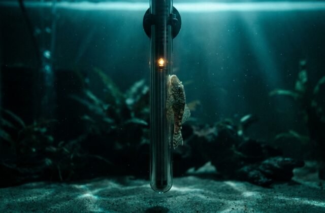 Fish Staying Near the Heater? What It Means and How to Fix It