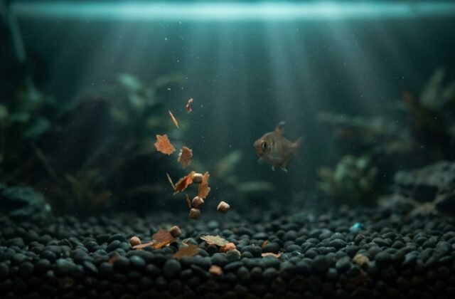 How Overfeeding Quietly Kills Aquarium Fish