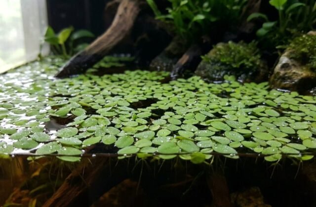 Duckweed Care: How to Grow and Control Duckweed