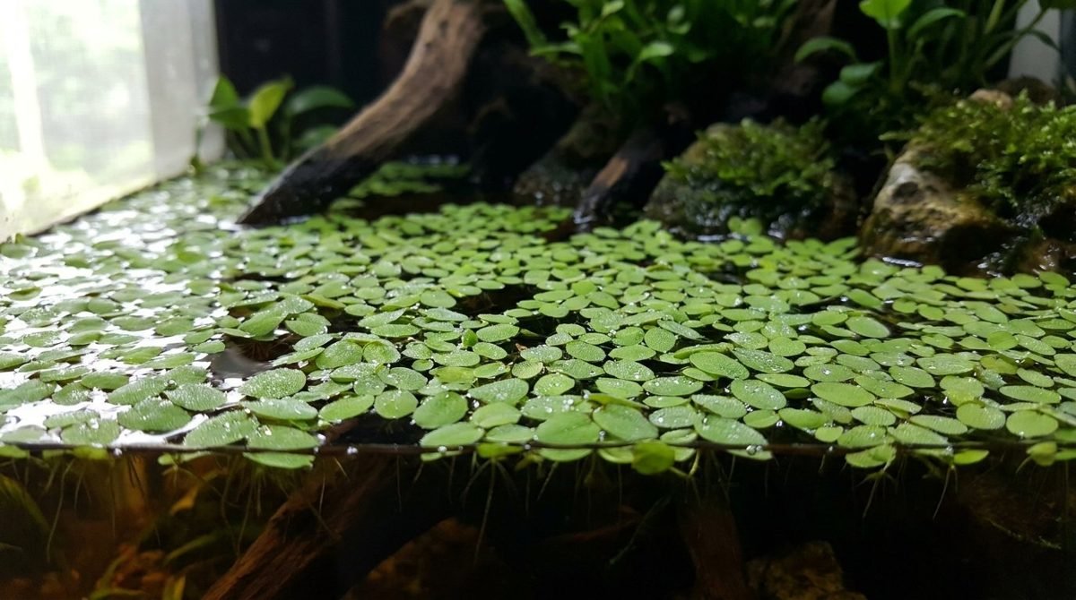 Duckweed blanketing the surface of a freshwater aquarium
