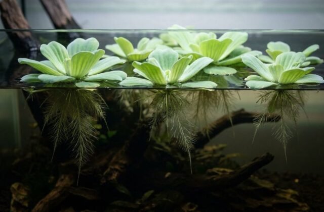 Dwarf Water Lettuce Care: Floating Plant Guide