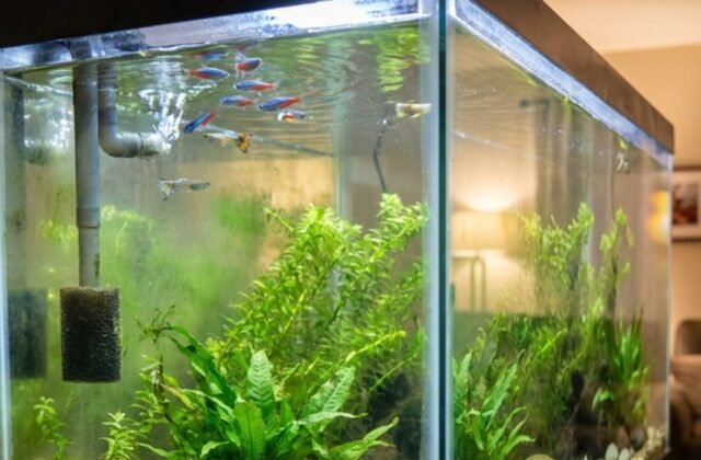 Fish Tank Emergency Questions: 10 Water Quality Problems To Check First
