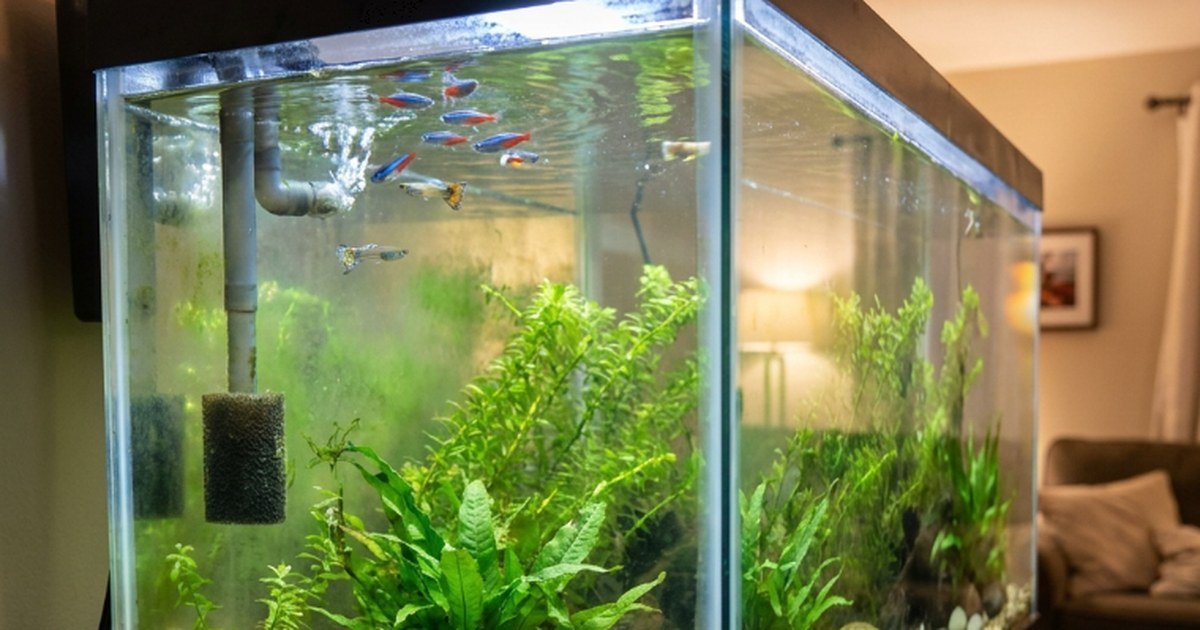 Worried aquarium fish near the surface during a water quality emergency
