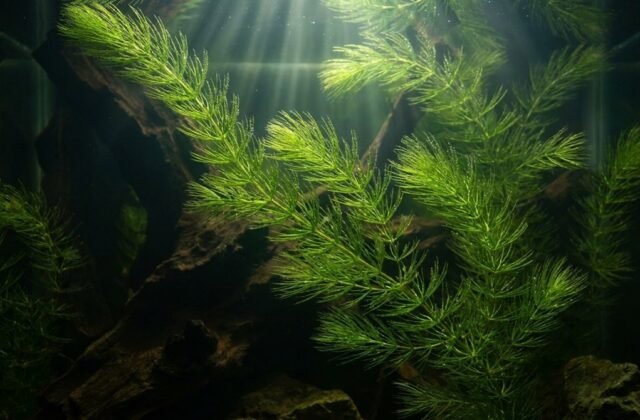 Hornwort Care: How to Grow the Hardiest Stem Plant