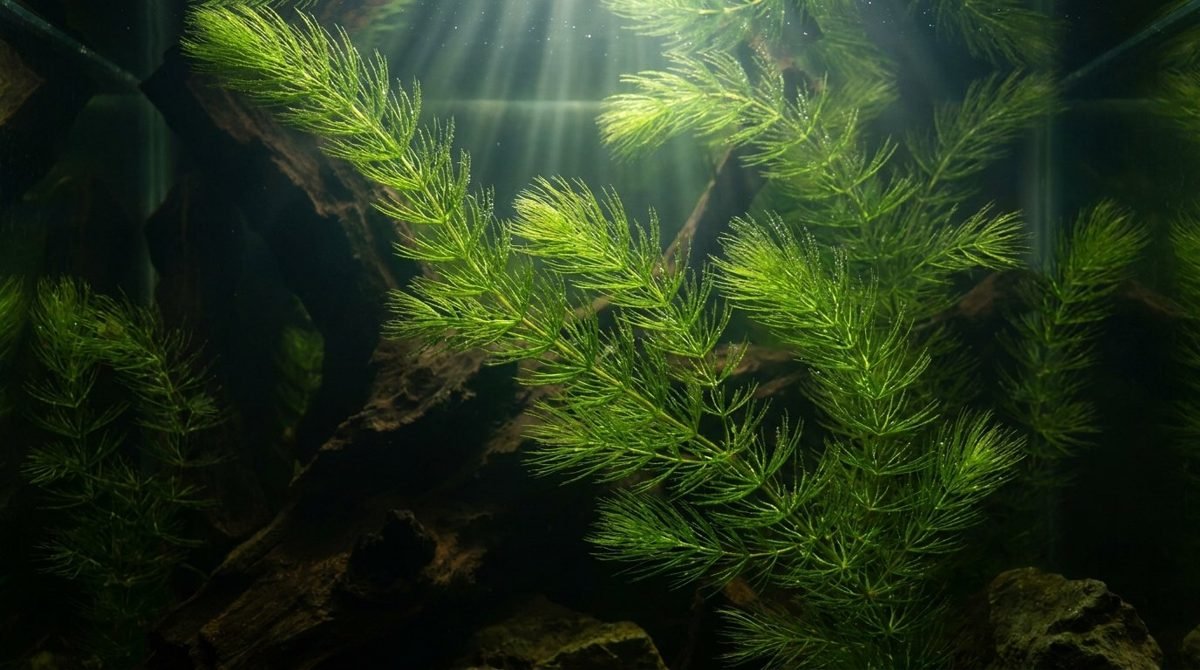 Bright green hornwort with feathery foliage in a freshwater aquarium