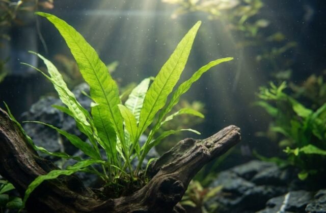 Java Fern Aquarium Plant: Rhizome Fern Care