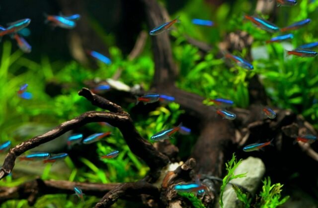 Tetras Dying Overnight? Check These Tank Problems First