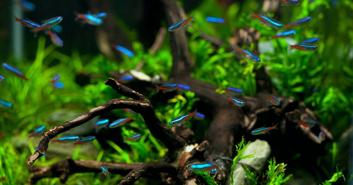 Real neon tetras swimming in a planted freshwater aquarium for a guide about tetras dying overnight.