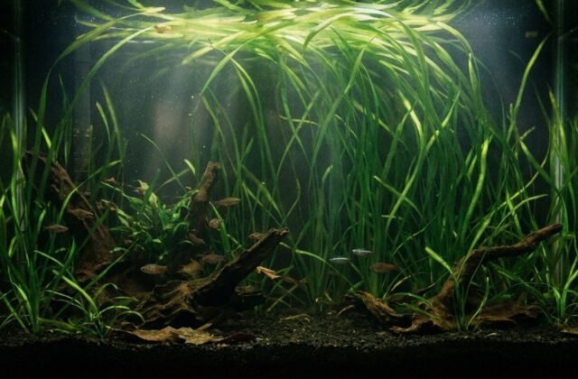 Vallisneria Care: How to Grow Jungle Val