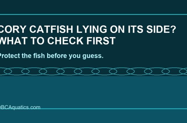 Cory Catfish Lying On Its Side? What To Check First