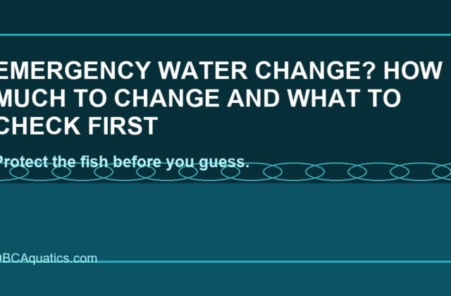 Emergency Water Change? How Much To Change And What To Check First