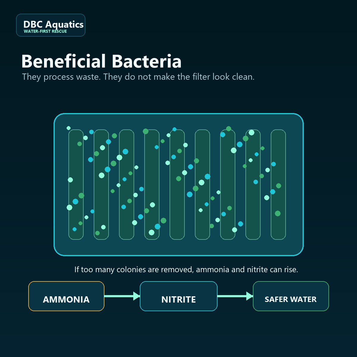 Beneficial bacteria illustration showing aquarium filter media, ammonia, nitrite, and safer water.