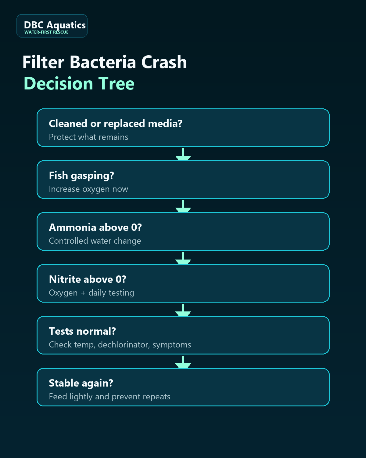 Filter bacteria crash decision tree for ammonia, nitrite, gasping fish, and protected media.