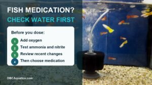 Real freshwater aquarium fish in a hospital-style tank with a water-first fish medication guide overlay.